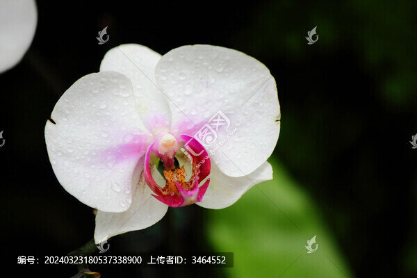 蘭花