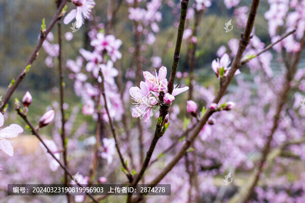 桃花素材