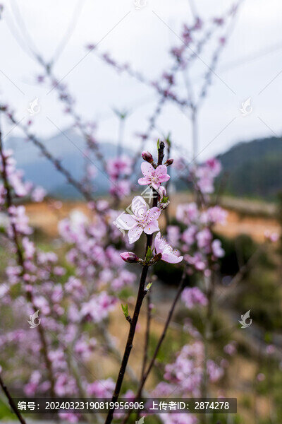桃花