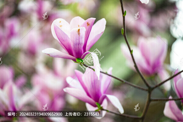 盛開(kāi)的紫色玉蘭花