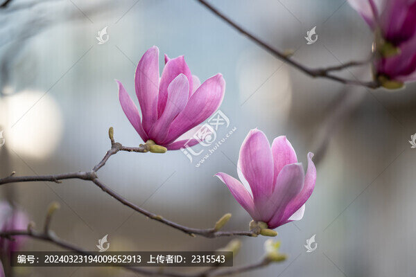 春天盛開的玉蘭花