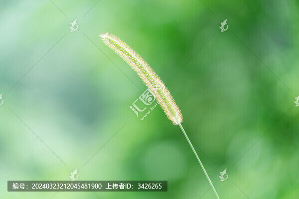 野外生長的狗尾草
