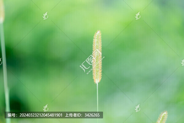 野外生長的狗尾草