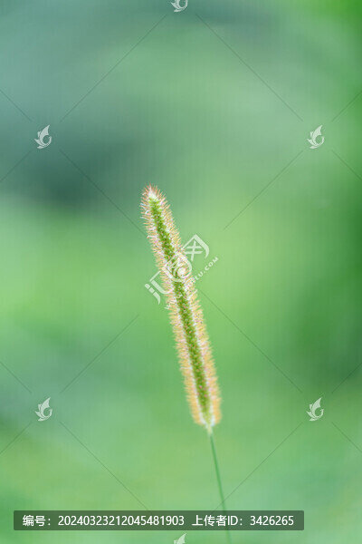 野外生長的狗尾草