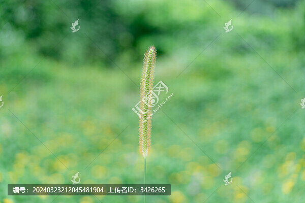 野外生長(zhǎng)的狗尾草