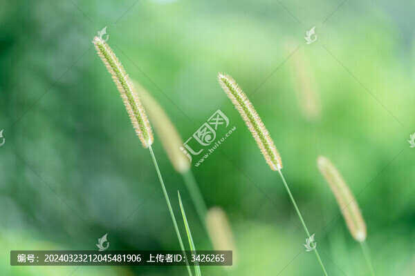 野外生長(zhǎng)的狗尾草