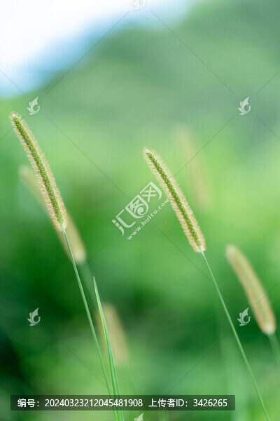 野外生長的狗尾草