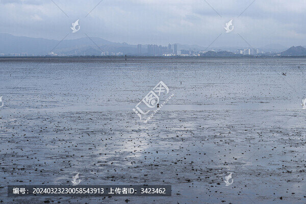 大退潮后的深圳灣灘涂