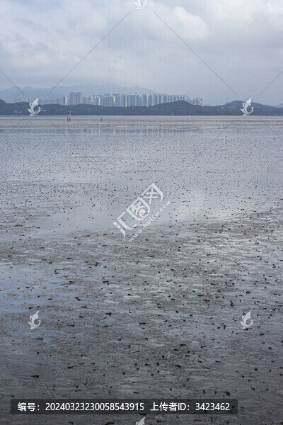 大退潮后的深圳灣灘涂
