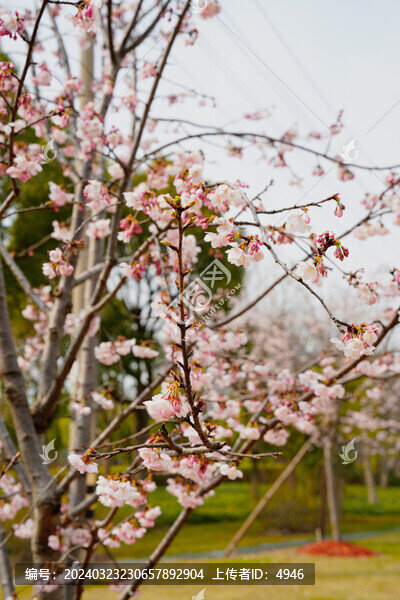 櫻花樹