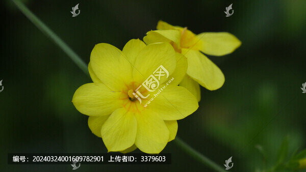 迎春花