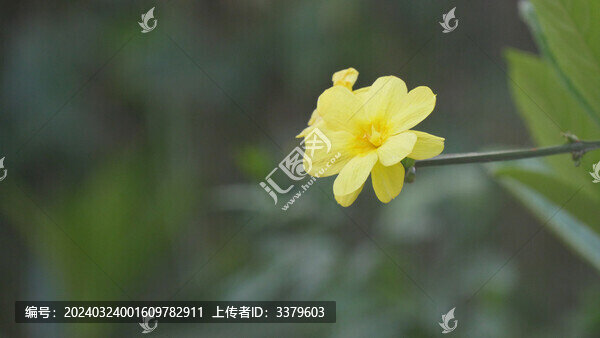 迎春花