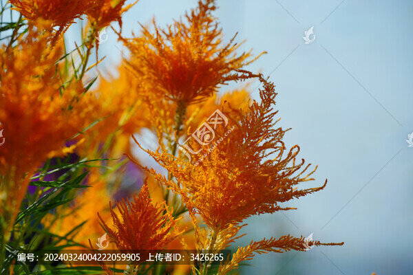 盛開的雞冠花
