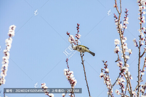 枝頭覓食的鳥兒