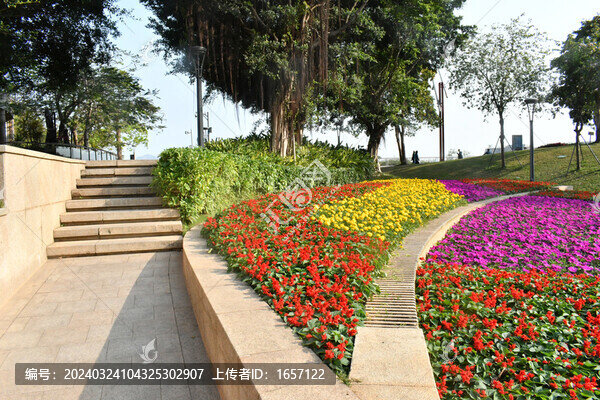 公園綠色通道里的串紅