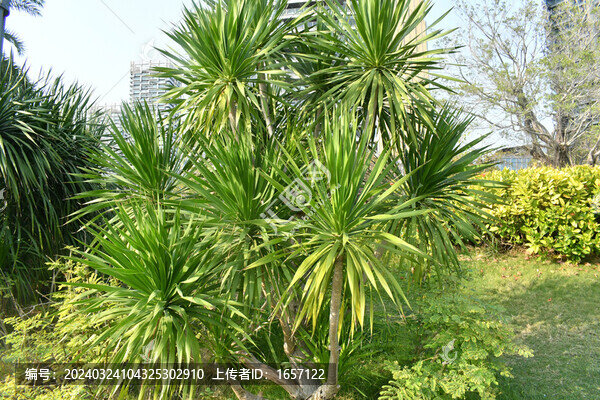 綠樹
