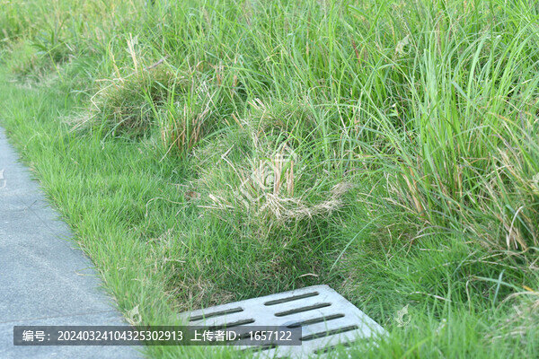 海邊公園里的綠色草地