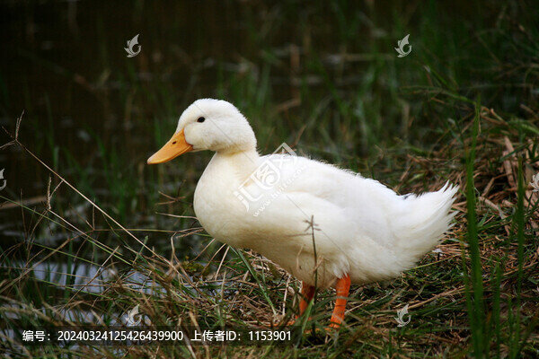 小鴨子