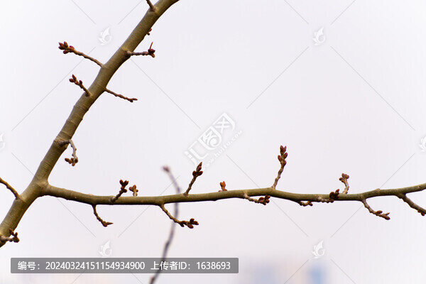 樹枝新芽春芽近景特寫6K素材