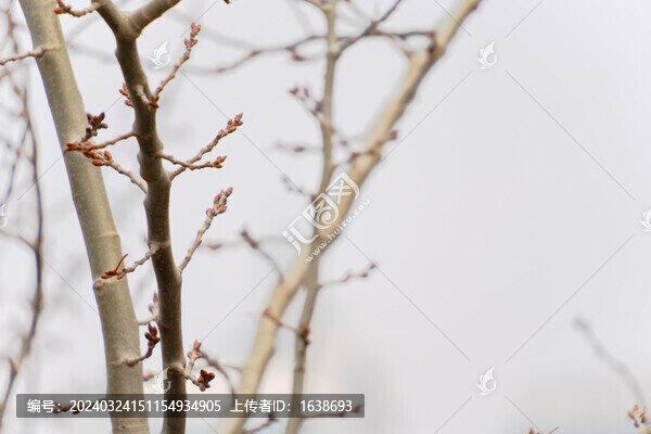 樹枝新芽春芽近景特寫6K素材