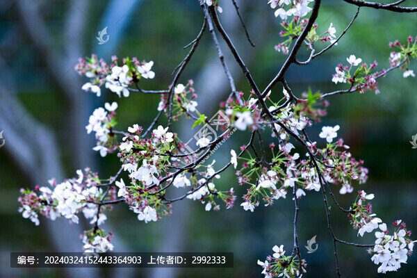 櫻花