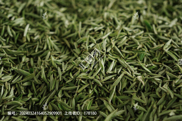 茶芽