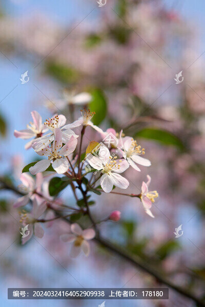 海棠花