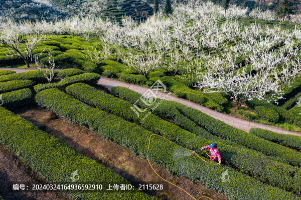 茶園管理