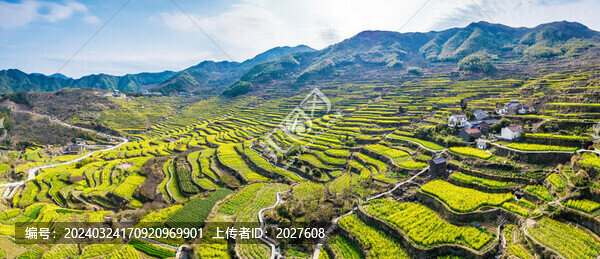 覆卮山油菜花梯田航拍全景