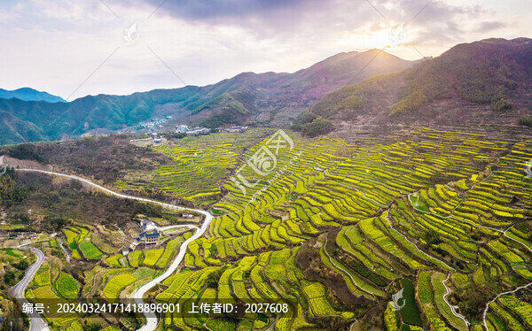 覆卮山油菜花梯田