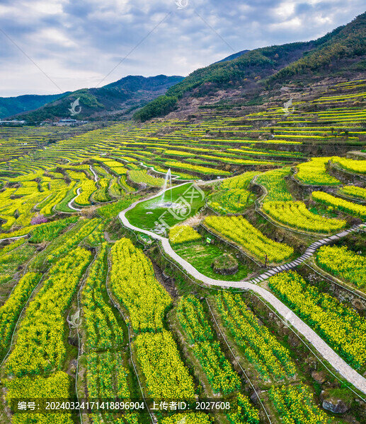 覆卮山油菜花梯田