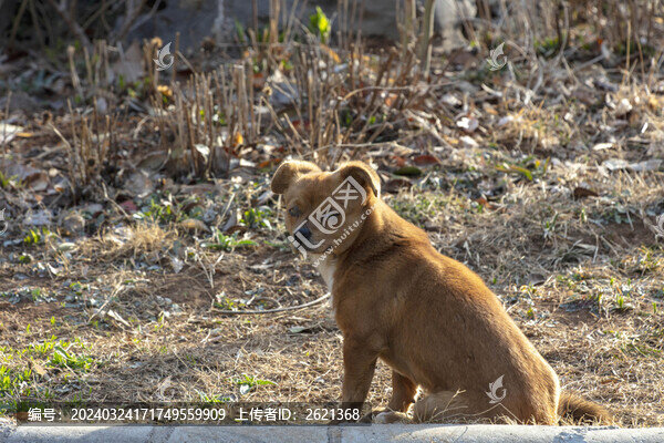 農(nóng)家大黃狗