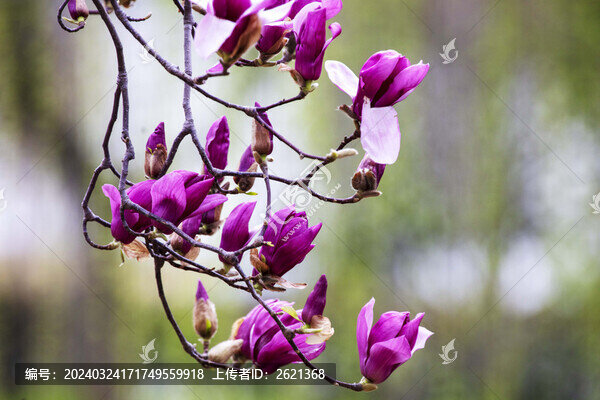 紫玉蘭花枝