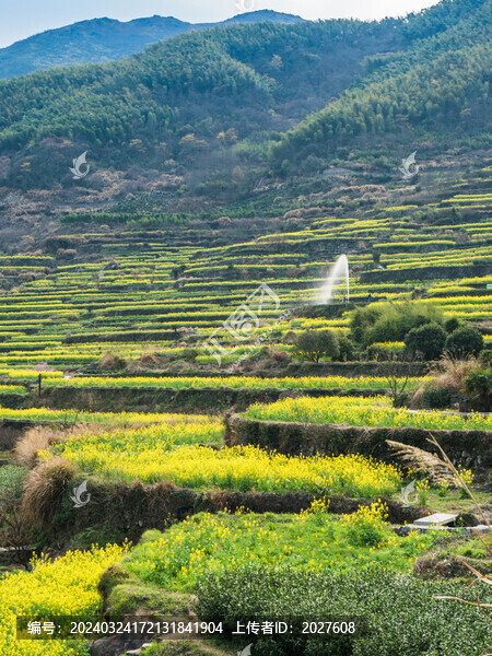 覆卮山油菜花梯田