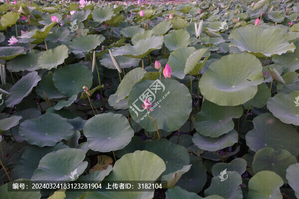 荷花池塘