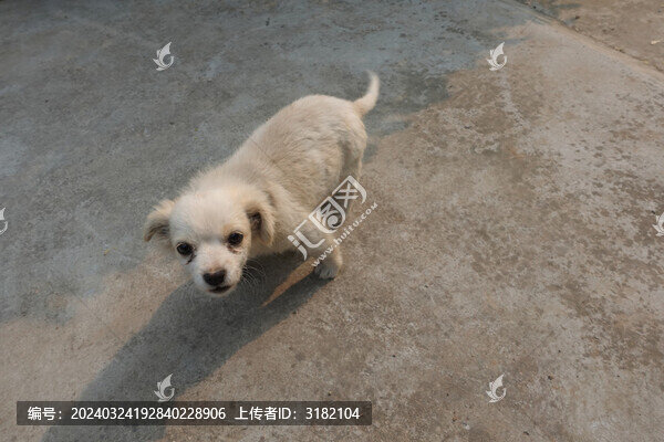 農(nóng)村土狗