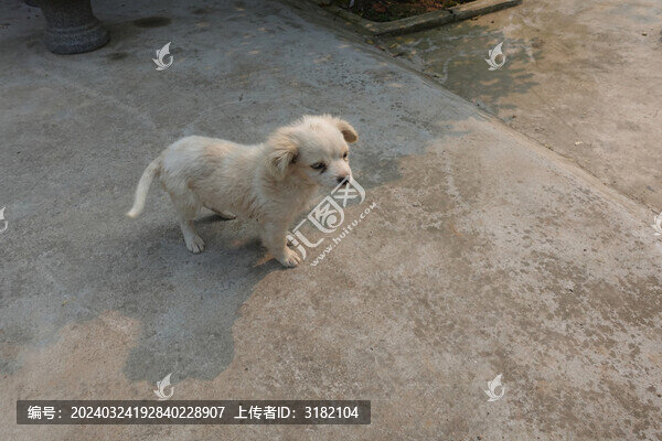 農(nóng)村土狗