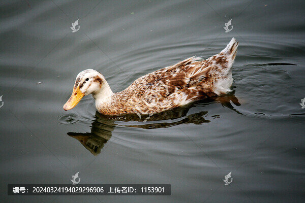 麻鴨