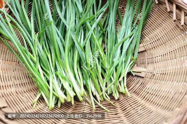 菜地里剛摘的新鮮韭菜