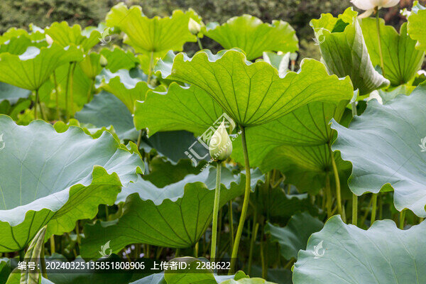 荷花苞