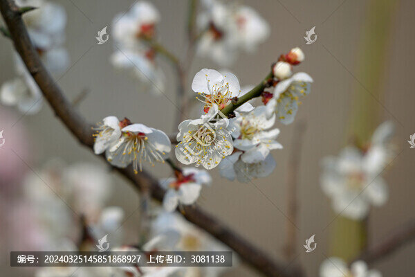 白梅花梅花春天花開梅花特寫