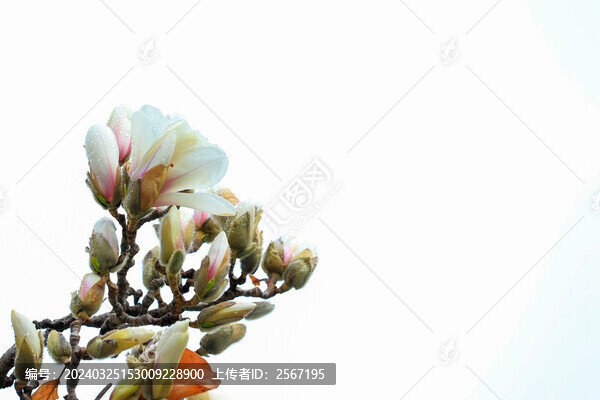 北京春日花繪玉蘭花
