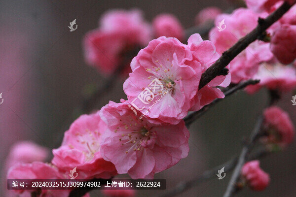 榆葉梅