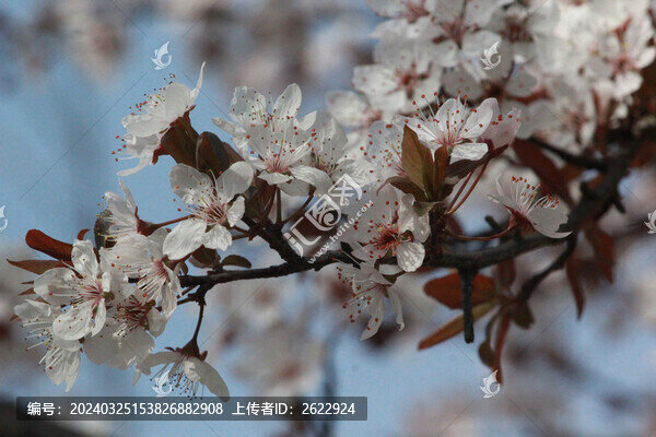紫葉李