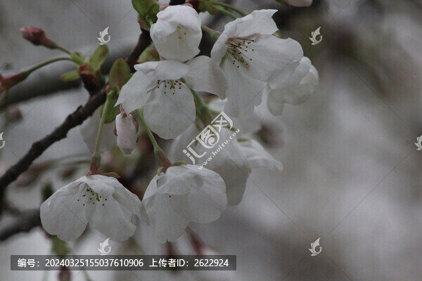 櫻花