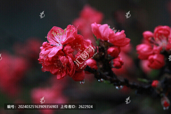 碧桃花