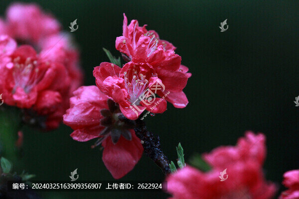 碧桃花