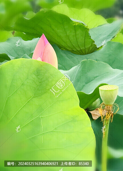 荷花花蕾蓮蓬