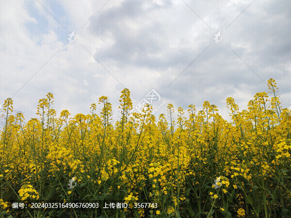 天空下的油菜花海