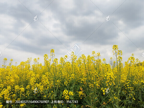 烏云下的油菜花海